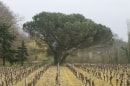 vignes et cèdre